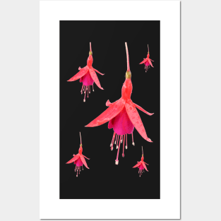 Fuchsia &#39;Pink Fizz&#39; Posters and Art